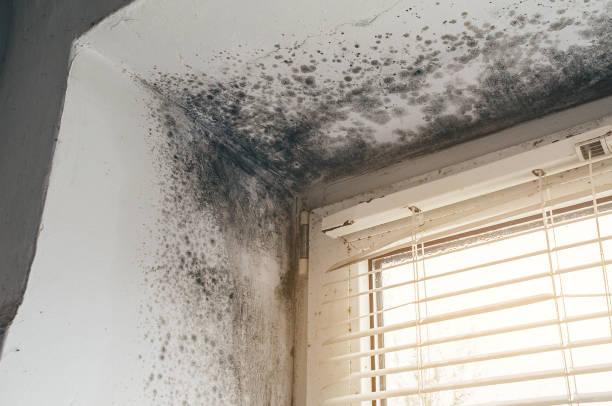 Affordable Mold Cleanup solutions in Springfield, OR